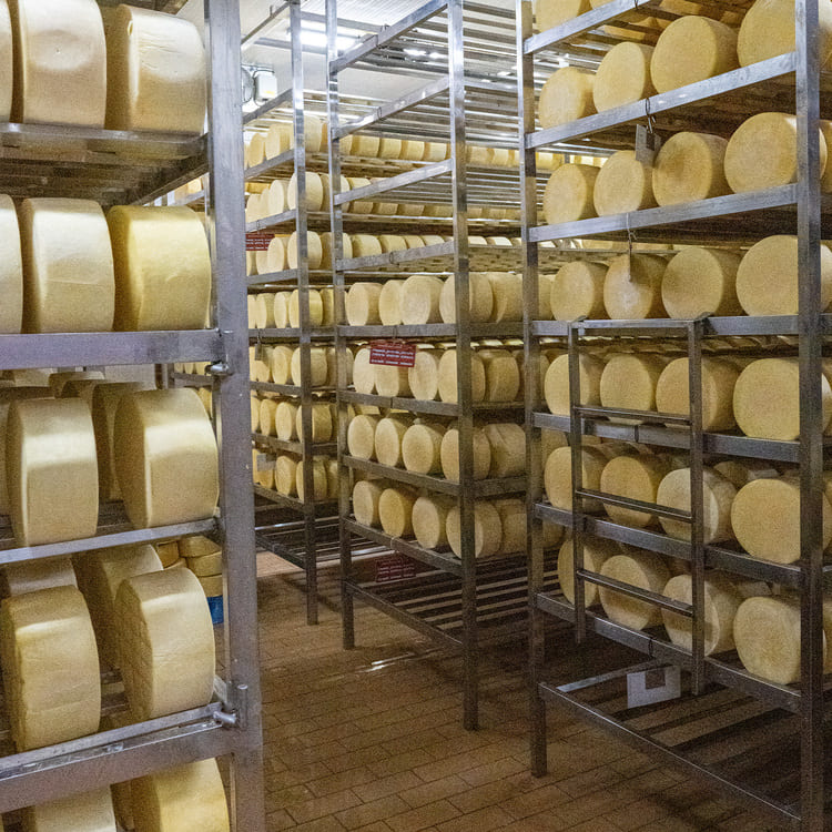 Câmara de maturação de queijos parmesão